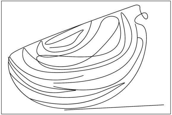 Cabbage Slice Line Art Graphics